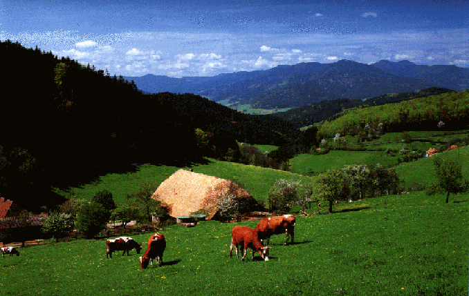 Black Forest (Elztal)